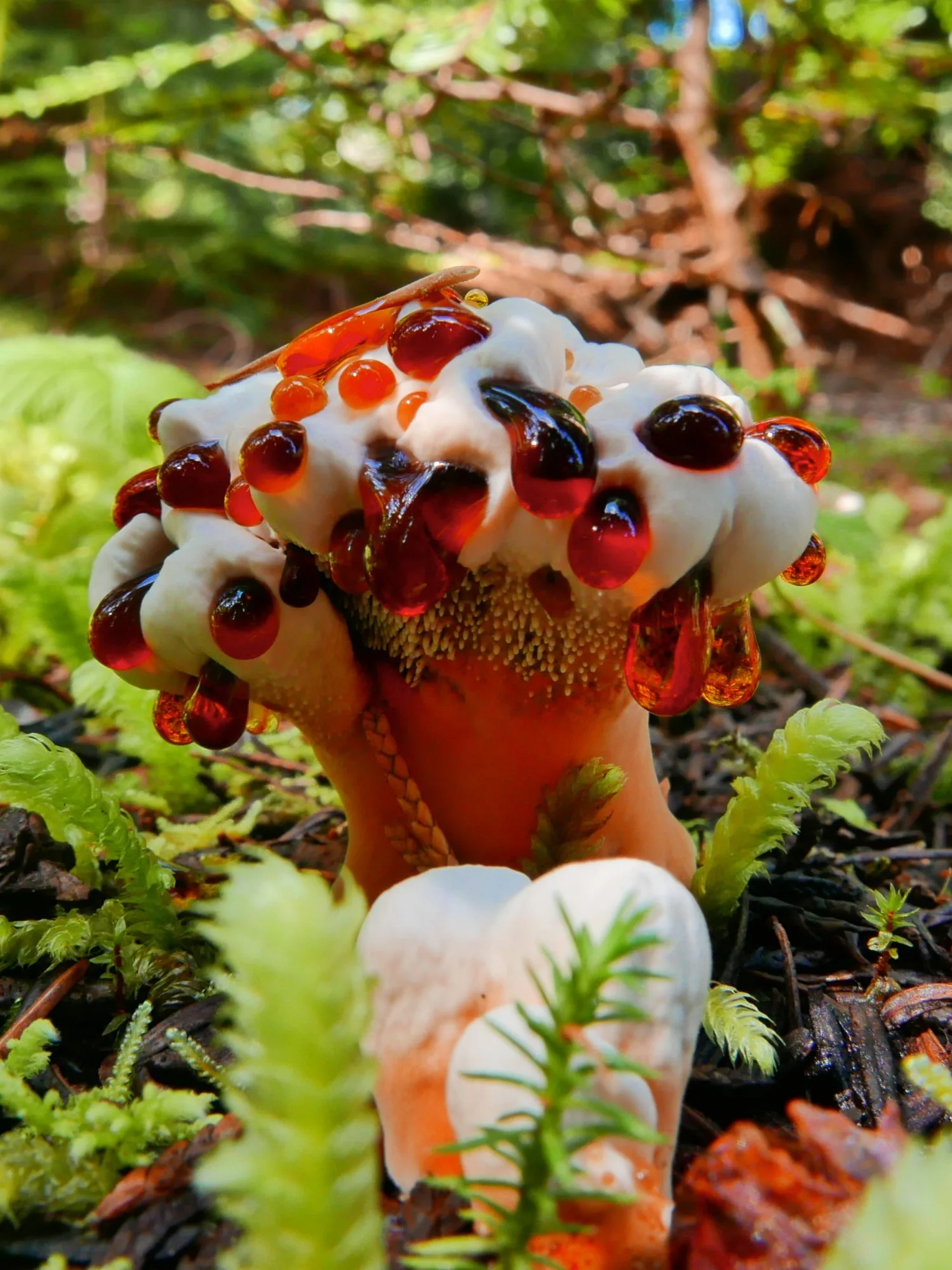 Hydnellum aurantiacum